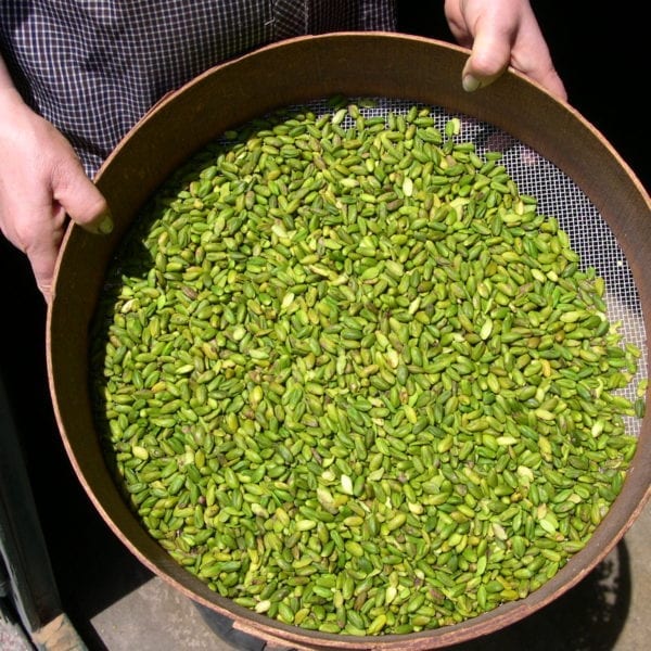 pistacchio-by-bronte-insieme_5 pistacchio-by-bronte-insieme_5