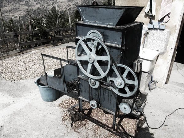 storia_pistacchio_2_600