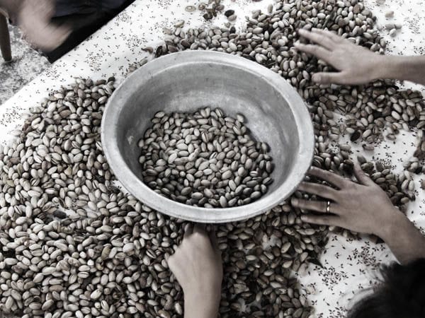 storia_pistacchio_600